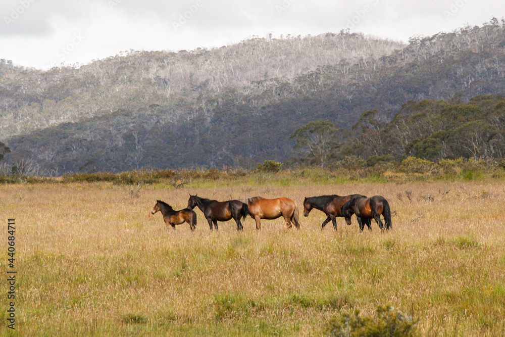 Wild horses grazing in open grassy snowy mountains field Wild horses grazing in open grassy snowy mountains field
