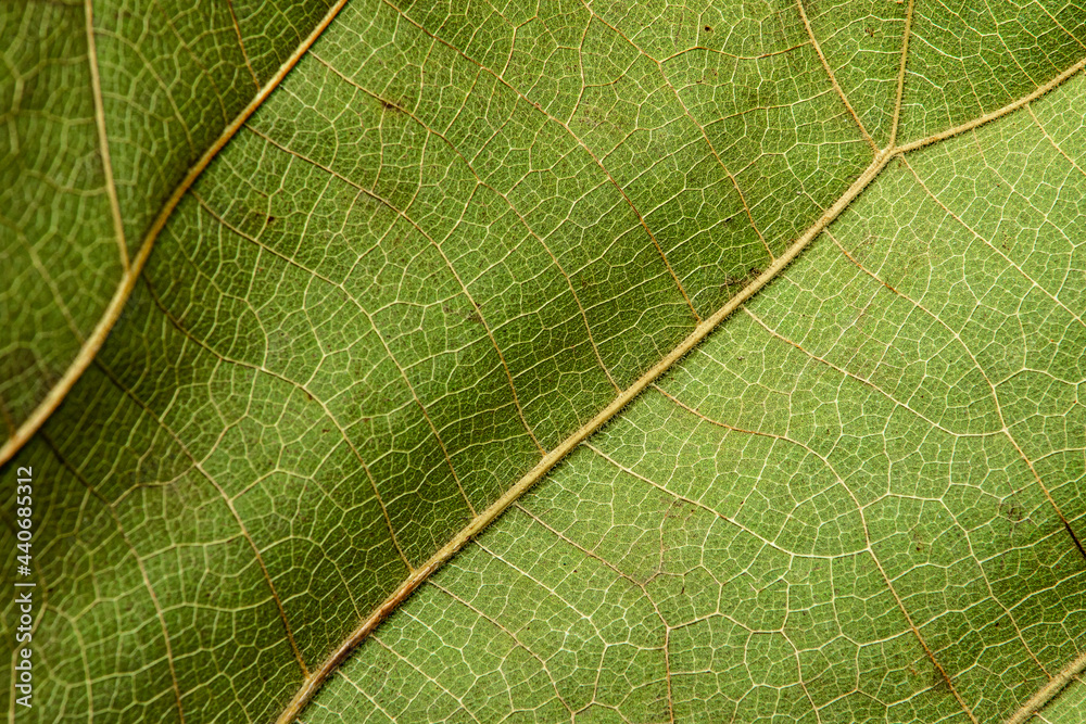 Fototapeta premium close up of green leaf texture