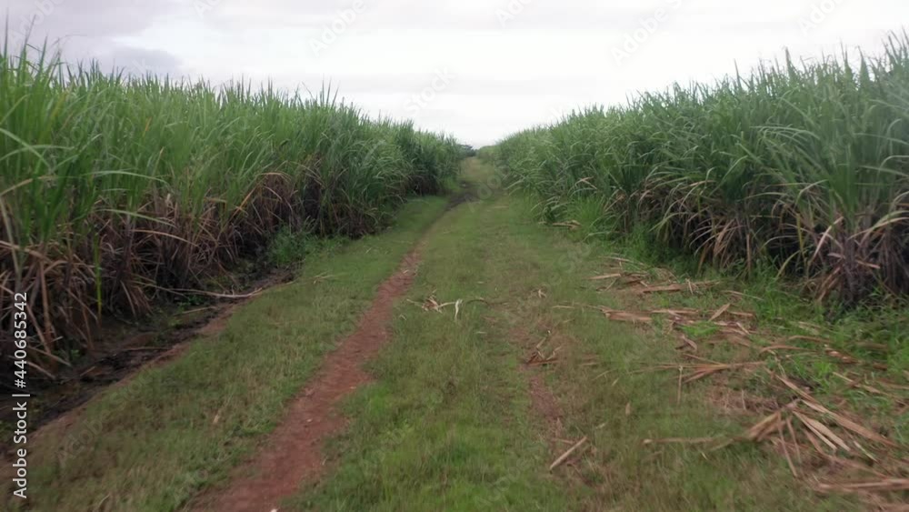 Drone flying quickly through reeds on rainy day. Aerial fpv Drone flying quickly through reeds on rainy day. Aerial fpv