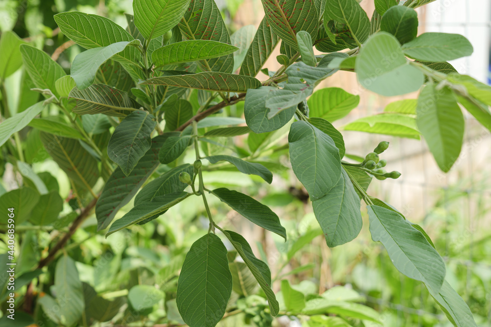 Asian white guava plant with early fruit on the branch in the windy day. Asian white guava plant with early fruit on the branch in the windy day.