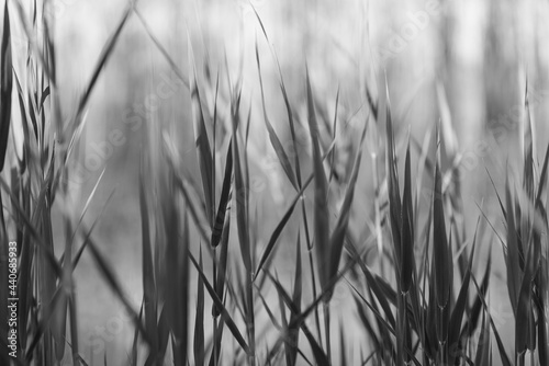 Seagrass by the Swedish Baltic Sea under the morning sun in black and white