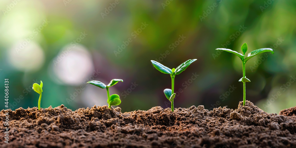 Fototapeta premium plant growth in farm with green leaf background. agriculture plant seeding growing step concept