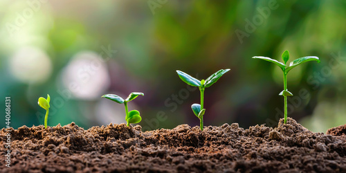plant growth in farm with green leaf background. agriculture plant seeding growing step concept