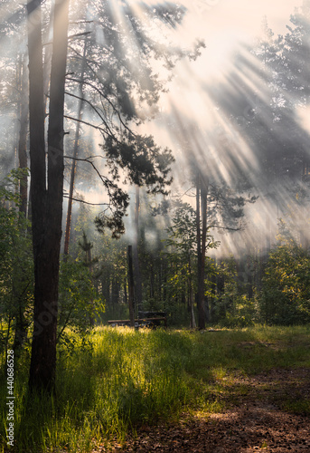 Sunny morning. A little fog. The sun s rays make their way through the branches.