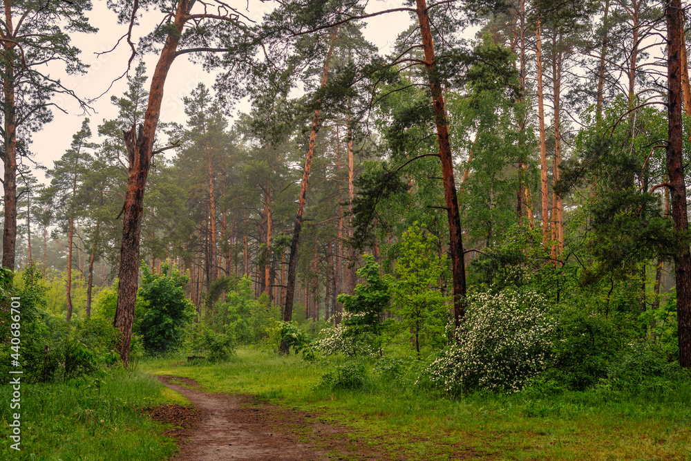 Naklejka premium The road leads through meadows and woodlands. The nature is picturesque. Tourism.