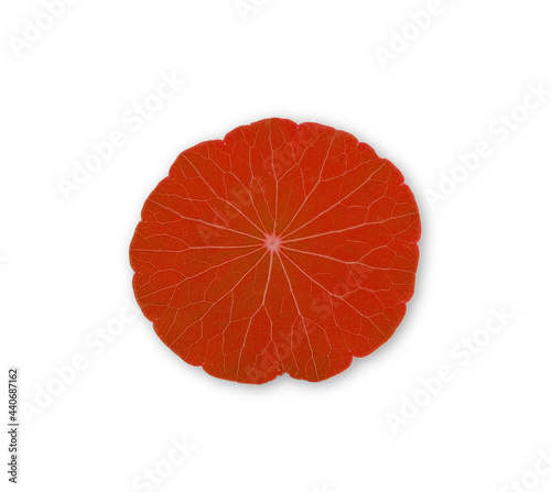 Red Centella Asiatica on white background
