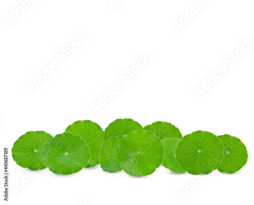 Centella asiatica leaf on white background