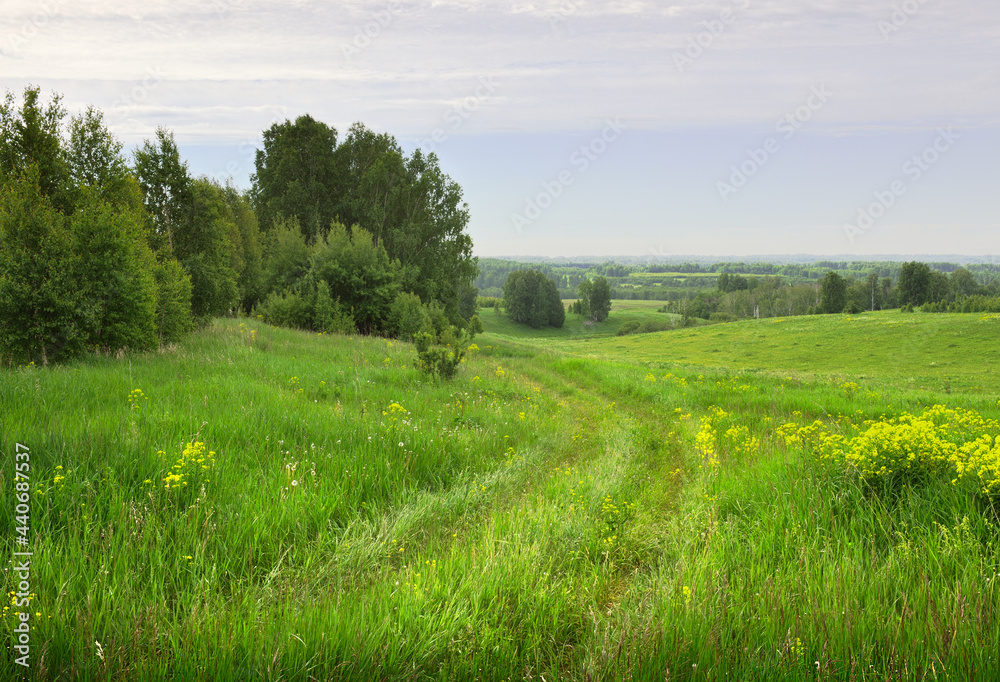 Field road in summer. Wheel tracks in a meadow with green grass and yellow wildflowers under a blue sky. Nature of the Novosibirsk region, Siberia, Russia Field road in summer. Wheel tracks in a meadow with green grass and yellow wildflowers under a blue sky. Nature of the Novosibirsk region, Siberia, Russia