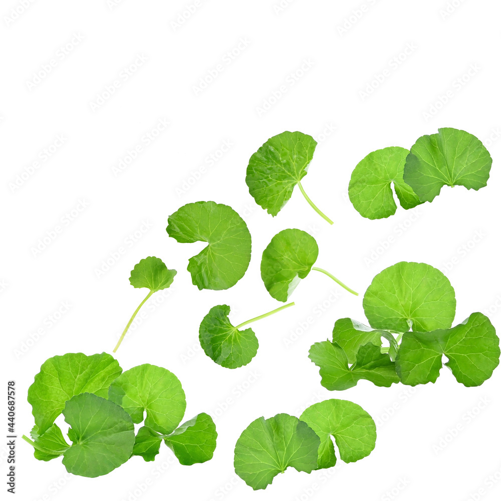 Centella asiatica leaf on white background Centella asiatica leaf on white background