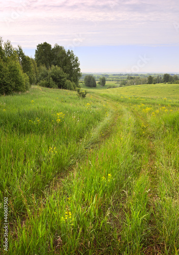 Field road in summer. Wheel tracks in a meadow with green grass and yellow wildflowers under a blue sky. Nature of the Novosibirsk region  Siberia  Russia