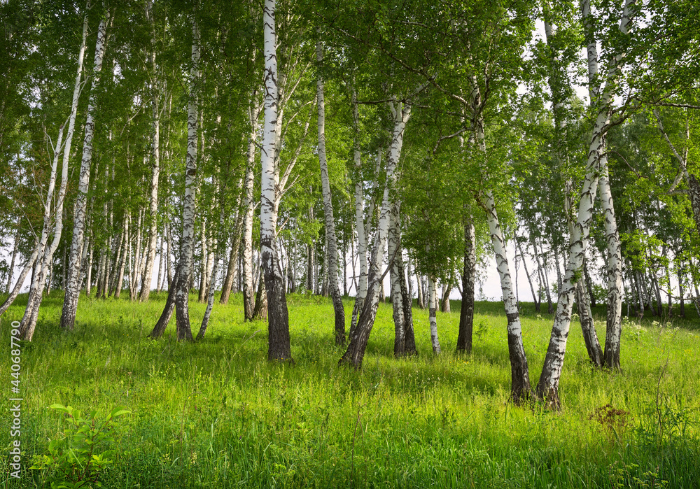 Obraz premium Birch grove in summer. White tree trunks on a green meadow overgrown with grass. Nature of the Novosibirsk region, Siberia, Russia