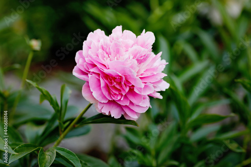 Beautiful blossoming peony flowers in garden. Close-up of blooming pink peonies.