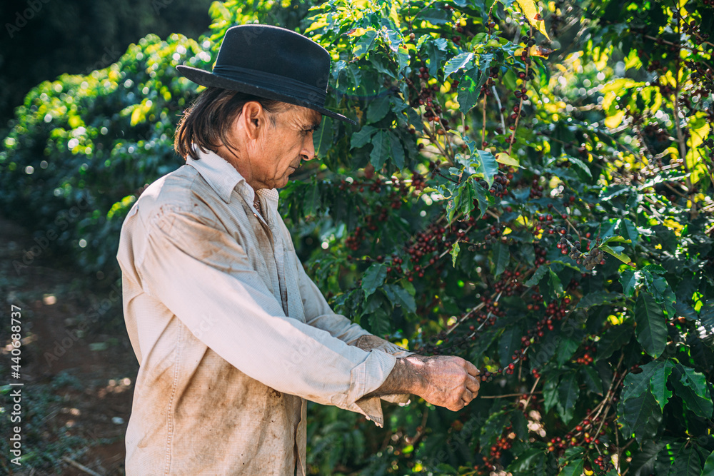 Obraz premium Latin man picking coffee beans on a sunny day. Coffee farmer is harvesting coffee berries. Brazil
