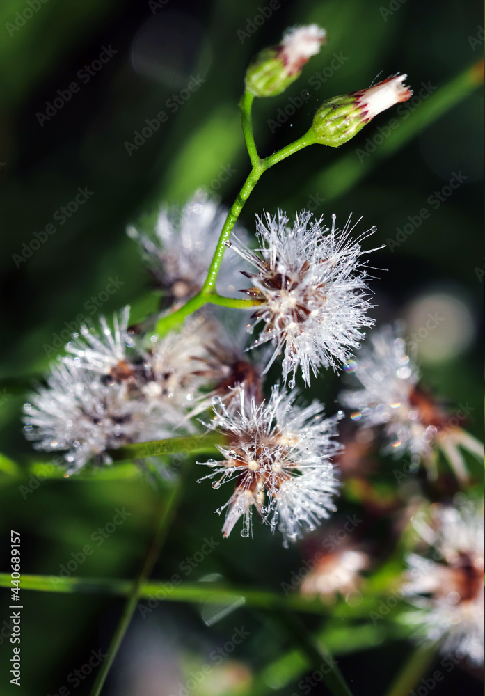 Artistic soft focus macro closeup of tiny Little Ironweed, Cyanthillium Cinereum with blurry background.