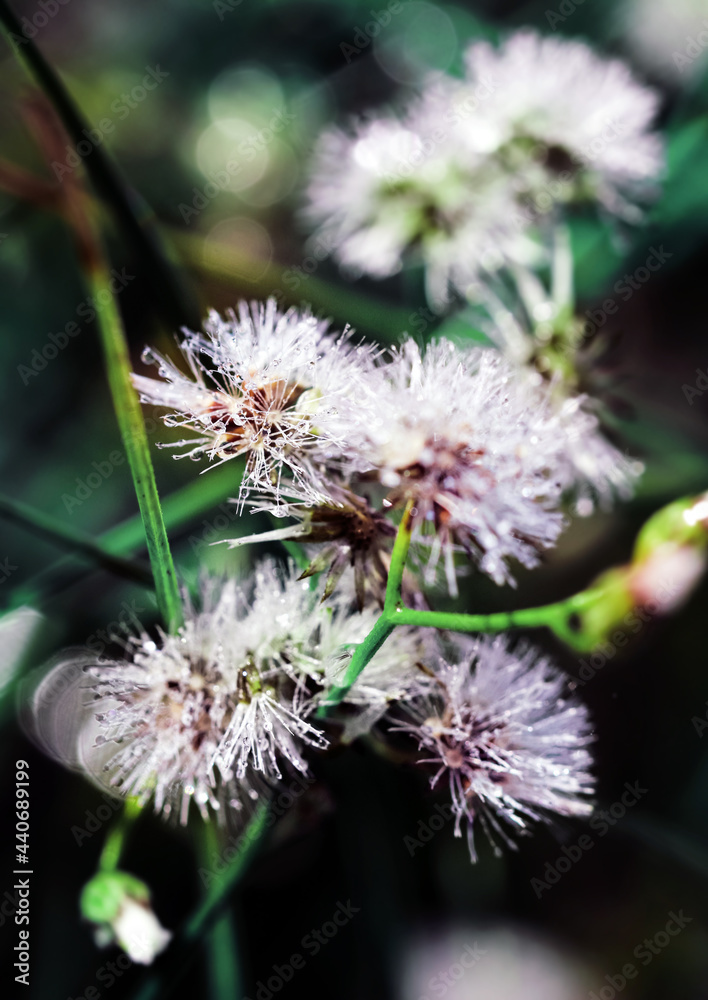 Artistic soft focus macro closeup of tiny Little Ironweed, Cyanthillium Cinereum with blurry background. Artistic soft focus macro closeup of tiny Little Ironweed, Cyanthillium Cinereum with blurry background.