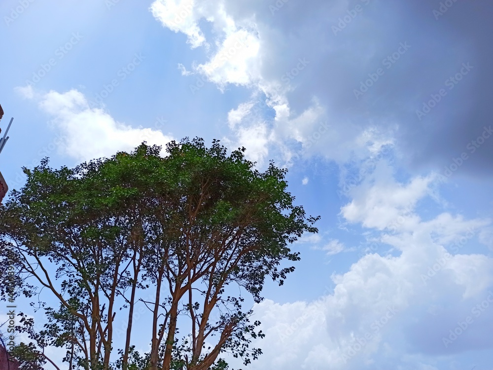 Obraz premium tree and sky