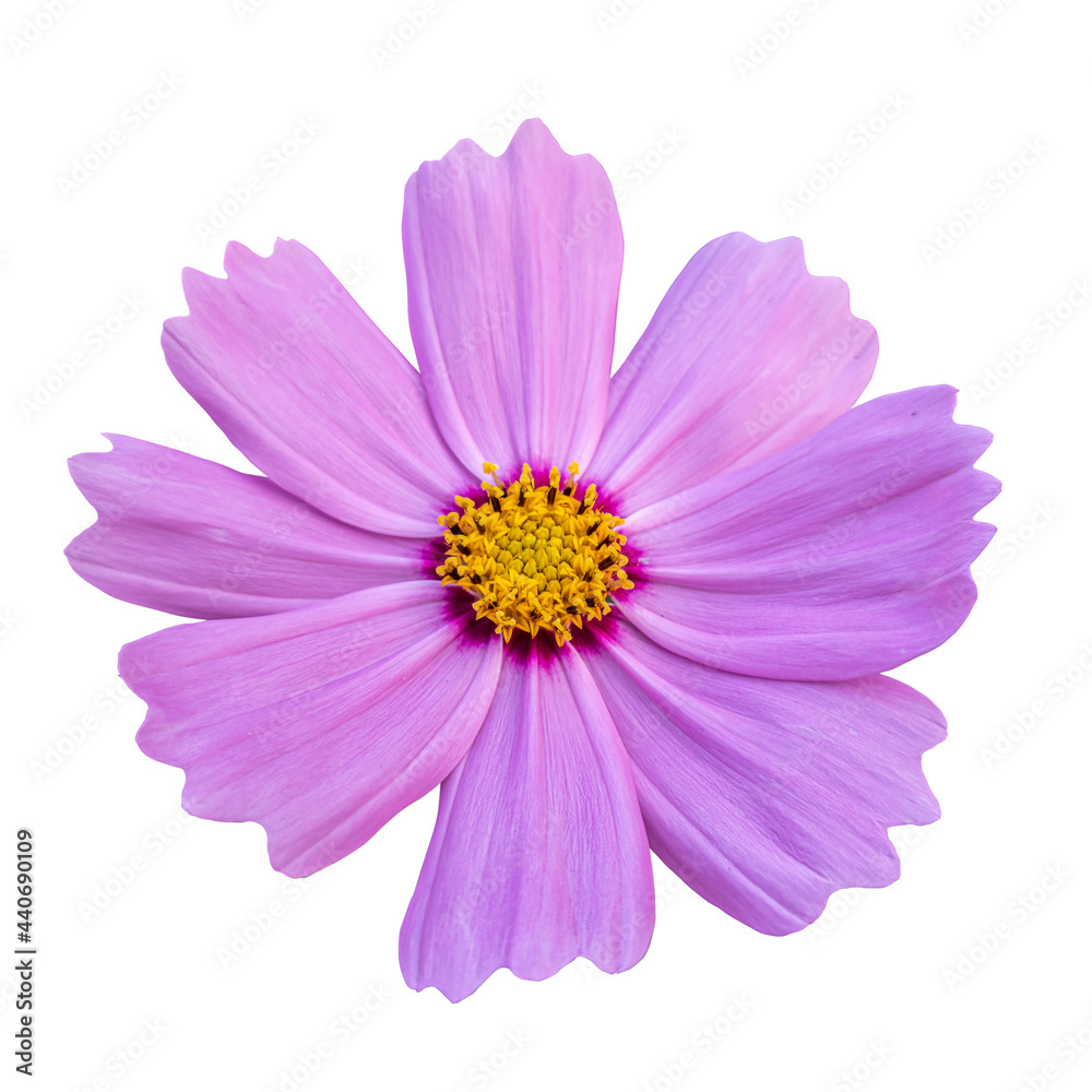 Close-up of a beautiful pink cosmos flower isolated on white background.