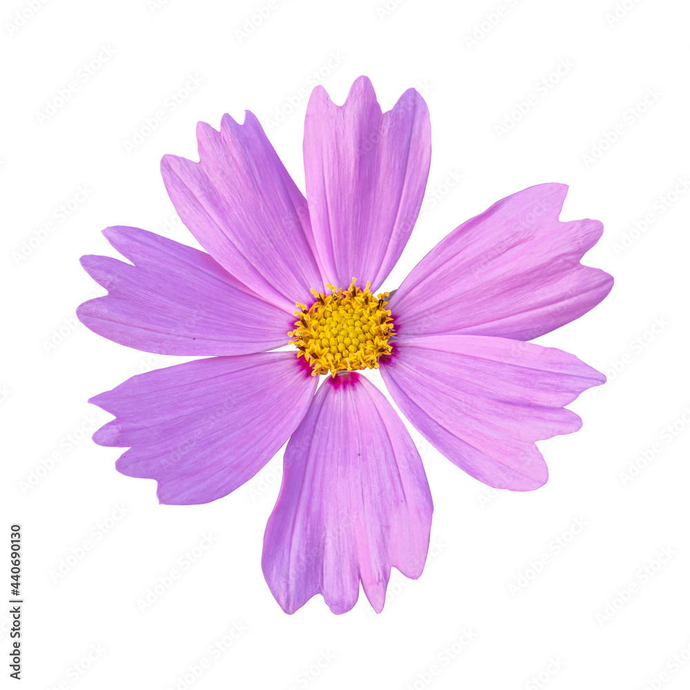 Close-up of a beautiful pink cosmos flower isolated on white background.