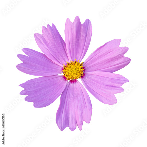 Close-up of a beautiful pink cosmos flower isolated on white background.