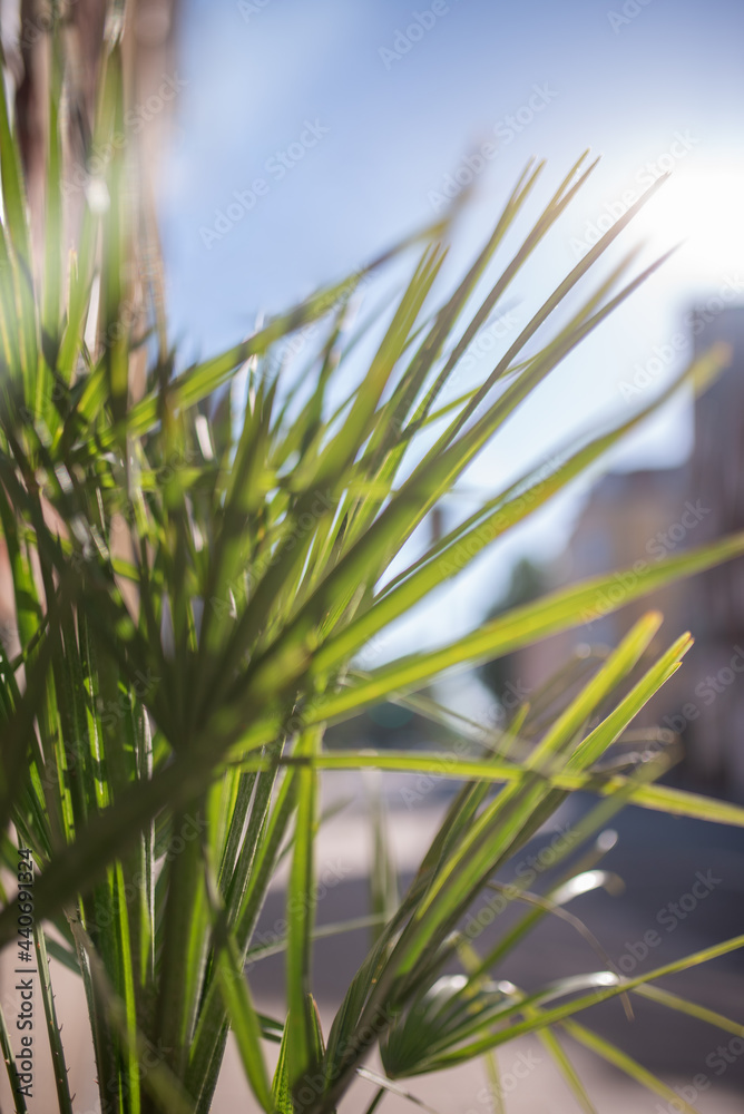 Fototapeta premium Palm leaf swaying with sunlight effect behind. Light and soft focus. Summer time background