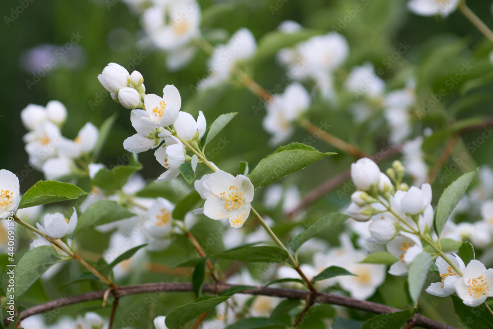 white jasmine flowers closeup selective focus white jasmine flowers closeup selective focus