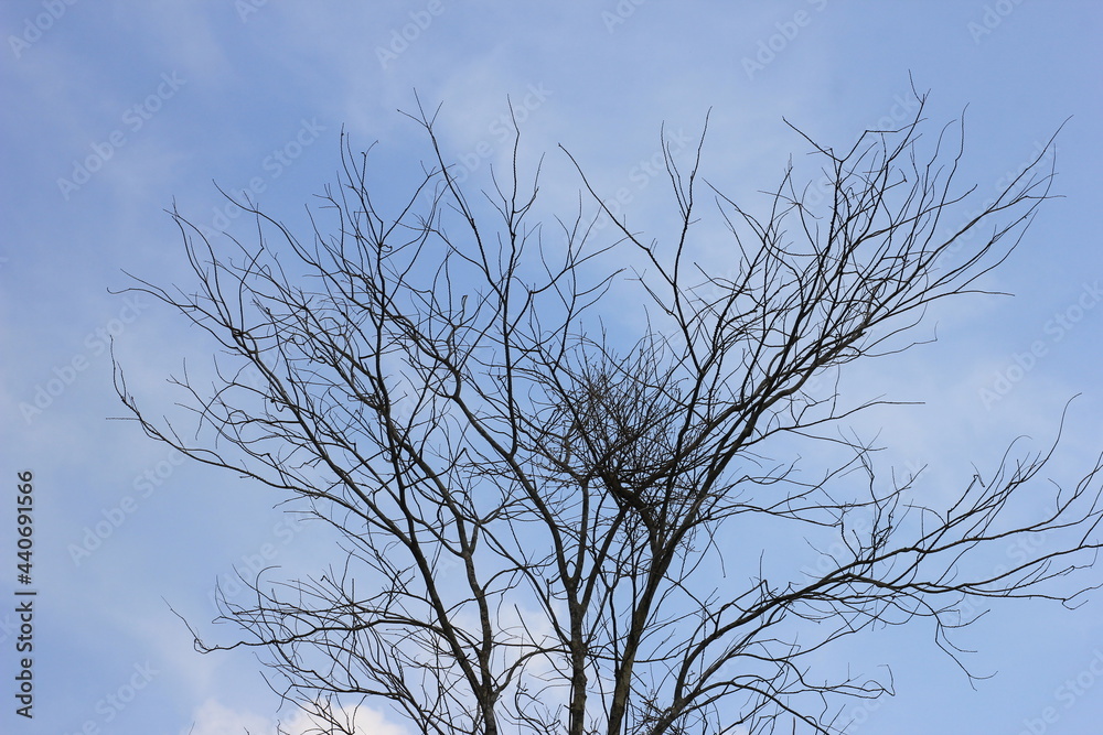 tree in the sky tree in the sky