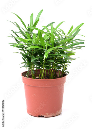 home plant in pot 