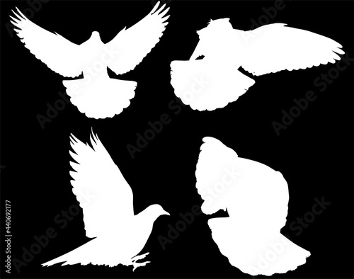 isolated four pigeons white flying silhouettes