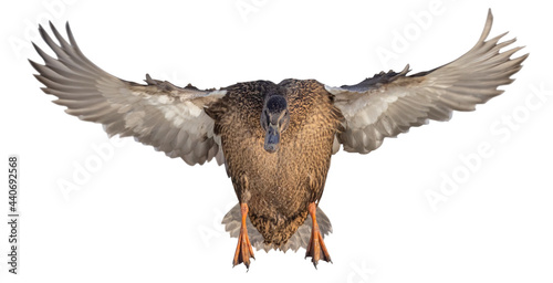 mallard brown female duck isolated © Alexander Potapov