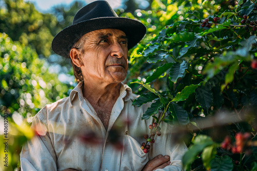 Latin man picking coffee beans on a sunny day. Coffee farmer is harvesting coffee berries. Brazil