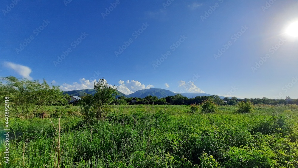 Fototapeta premium Landscape with plants and mountains
