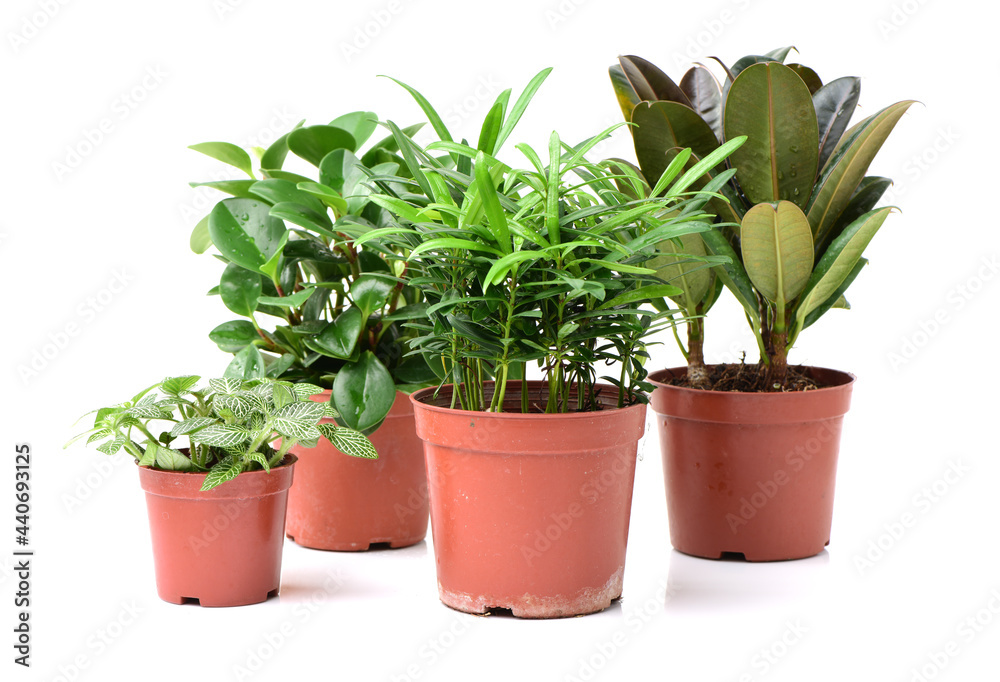 Obraz premium home plant in pot