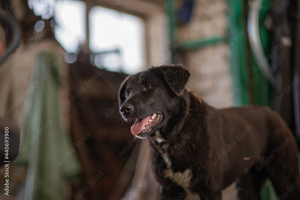 A beautiful black dog is resting on a hot day in the shade at the farm.