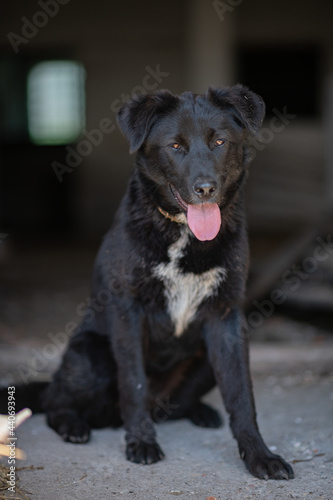 A beautiful black dog is resting on a hot day in the shade at the farm.