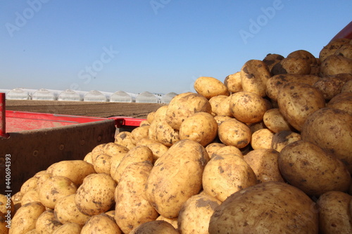 Landwirtschaftliches Kartoffeln Roden