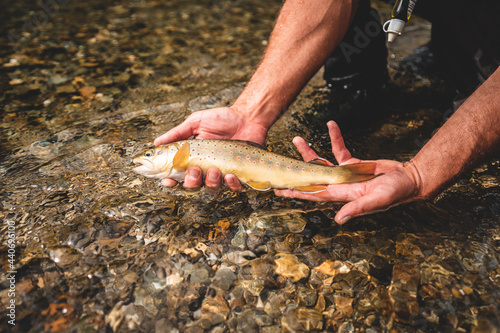Wilde Bachforelle gefangen beim Fliegenfischen