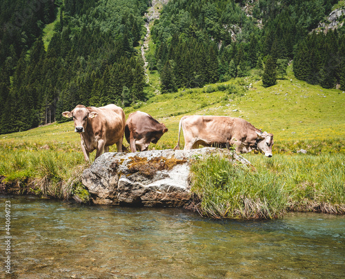 Panorama in den Alpen mit einem Fluss und Kühe © Kaufi