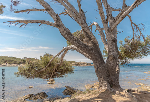 tree on the beach in ile des embiez