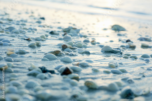 Shells on Beach