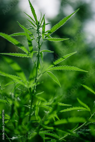 cannabis indica foliage , soft focus .