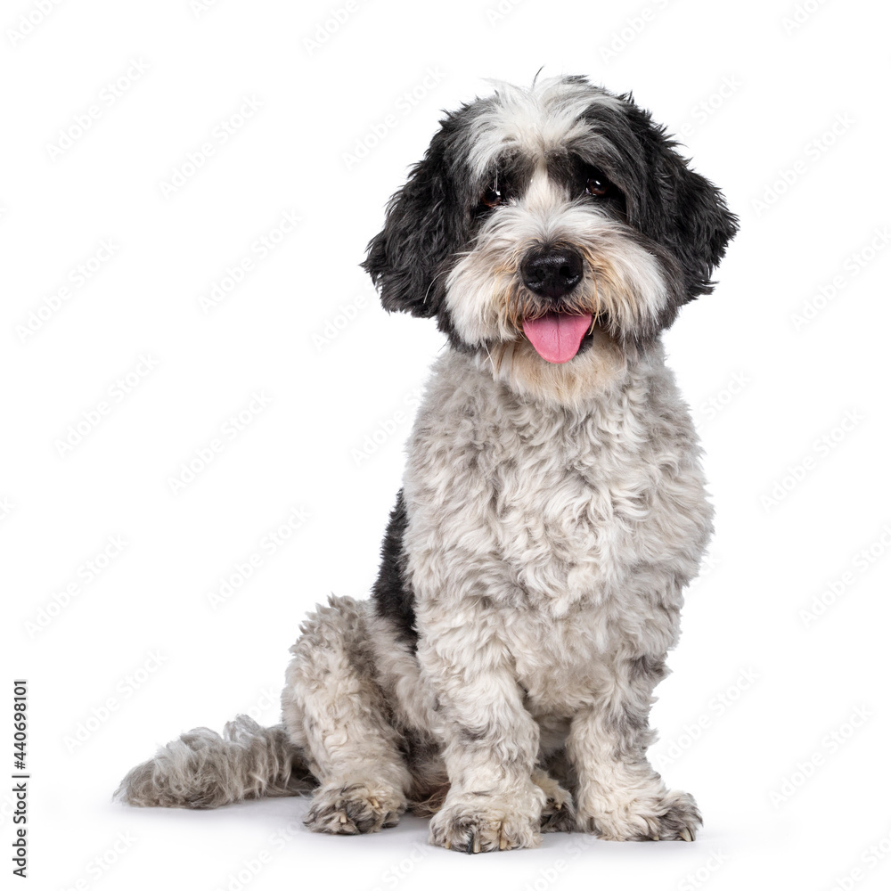 Cute little mixed breed Boomer dog, sitting up facing front. Looking towards camera with friendly brown eyes. Isolated on white background. Mouth slightly open, showing tongue,