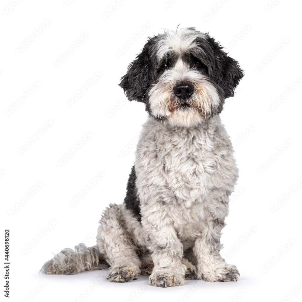 Cute little mixed breed Boomer dog, sitting up facing front. Looking towards camera with friendly brown eyes. Isolated on white background. Mouth closed. Cute little mixed breed Boomer dog, sitting up facing front. Looking towards camera with friendly brown eyes. Isolated on white background. Mouth closed.
