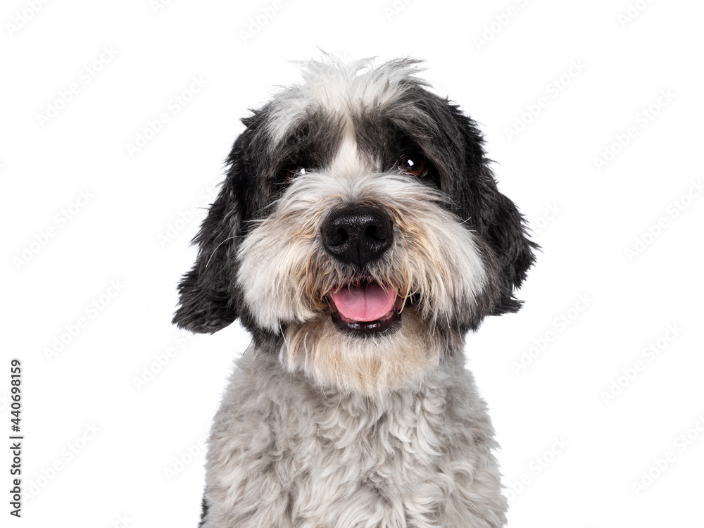 Head shot of cute little mixed breed Boomer dog, sitting up facing front. Looking straight to camera with friendly brown eyes. Isolated on white background. Mouth slightly open, showing tongue,