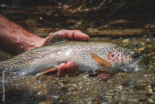 Regenbogenforelle gefangen beim Fliegenfischen und wieder freigelassen