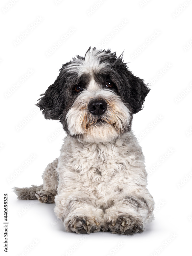 Adorable little mixed breed Boomer dog, laying down facing front. Looking straight to camera with friendly brown eyes. Isolated on white background. Mouth closed. Adorable little mixed breed Boomer dog, laying down facing front. Looking straight to camera with friendly brown eyes. Isolated on white background. Mouth closed.