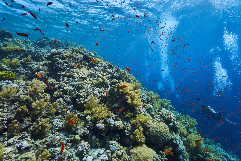 Fototapeta premium coral reef with fish