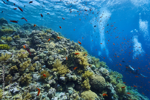 Fototapeta Naklejka Na Ścianę i Meble -  reef diving
