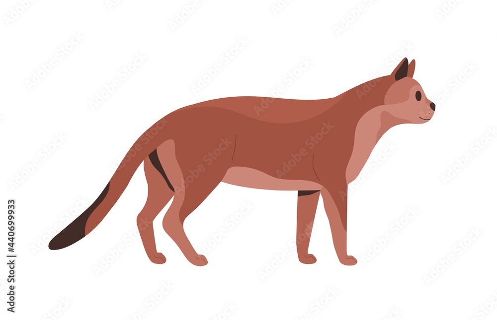 Side view of mature cat. Feline animal standing and looking forward. Profile of adult well-fed puss with tail down. Colored flat vector illustration isolated on white background