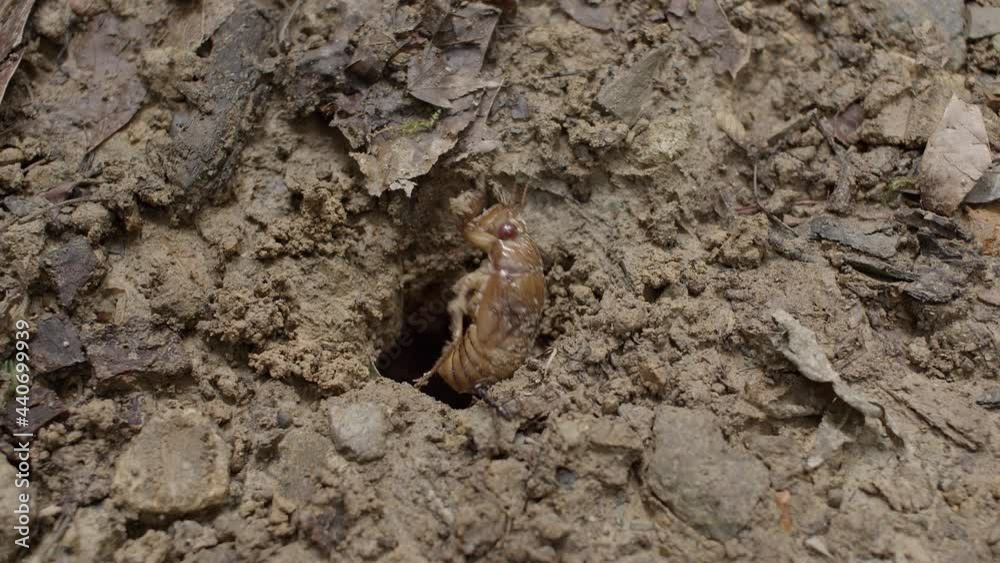 Cicada nymph emerging from burrow. Cicada nymph emerging from burrow.