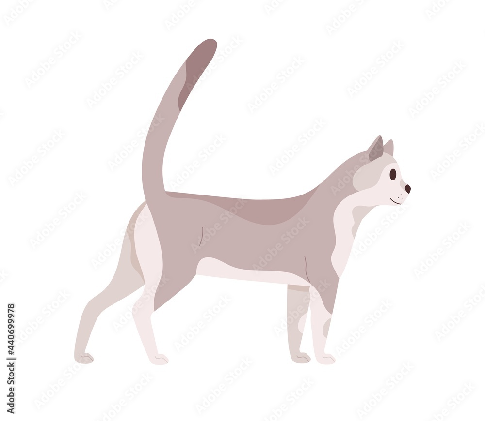 Cat walking. Beautiful slim kitty. Feline animal standing with tail raised up. Side view of friendly pet looking forward. Colored flat vector illustration isolated on white background